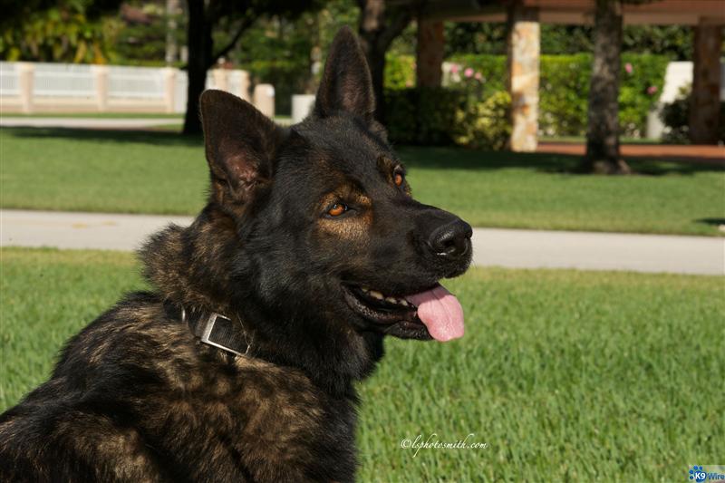 Wyatt von Hena-c - RIP
